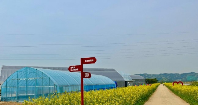 [포토]제천 의림지뜰에 노란 물결 유채꽃 가득