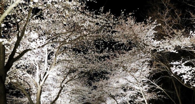 [기획]올해는 제베리아산 벚꽃엔딩”현지인 추천 제천 벚꽃길 5선