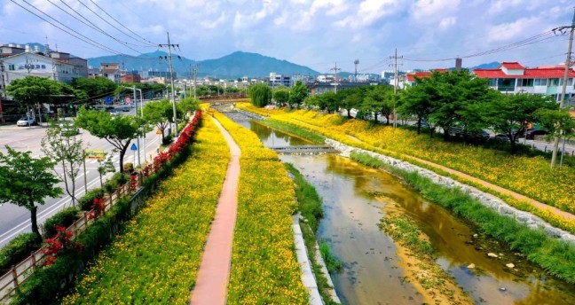 [포토뉴스]제천시 “금계국 꽃이 피었습니다”… 하소천변 금빛물결