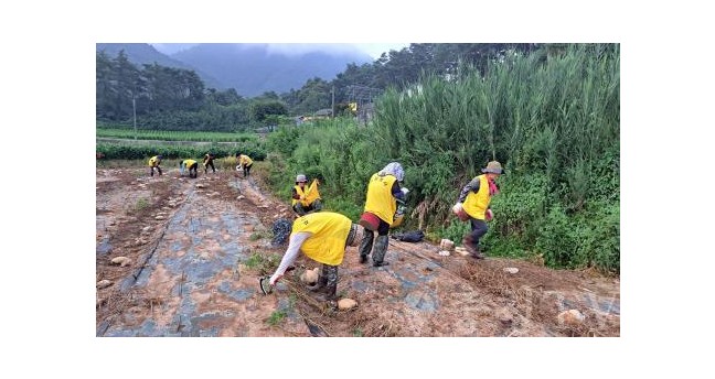 단양군자원봉사종합센터, 피해입은 수박 농가에 복구지원