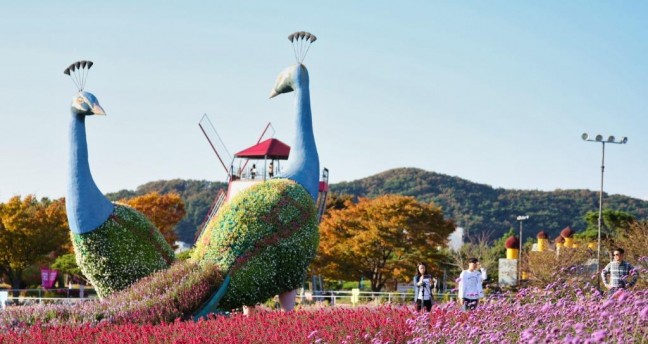 ‘2023 태안 가을꽃박람회’ 9월 15일 꽃지해안공원서 개막!