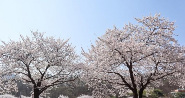 아산시, 벚꽃여행 오세요…‘아트밸리 아산 제2회 아산온천 벚꽃축제’ 개최