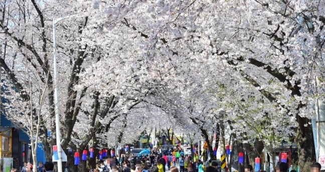 제28회 제천 청풍호 벚꽃축제’개최