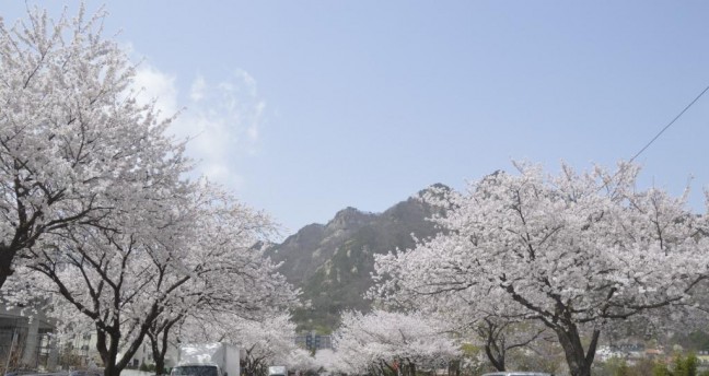 ‘계룡산 벚꽃문화 페스티벌’ 성료…35만명 벚꽃놀이 즐겨