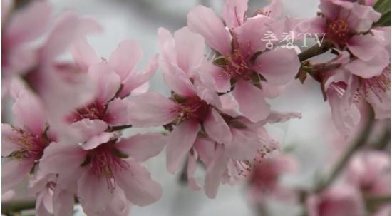 복숭아꽃에 맺힌 수줍은 봄...