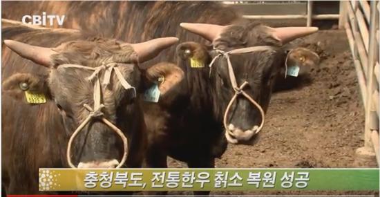충북이 복원한 칡소 유통시작…농가 소득 기대