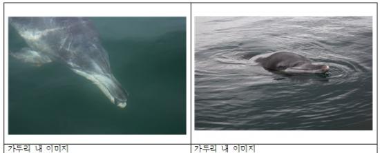 서울대공원 마지막 남방큰돌고래의 귀향