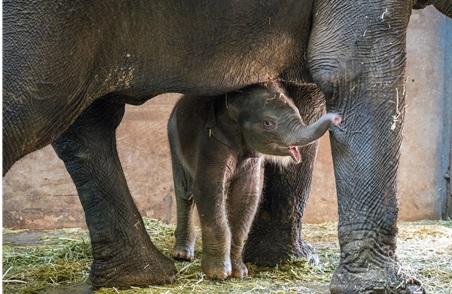 서울어린이대공원, 23년 만에 탄생 아기코끼리 ‘코리’ 보러 오세요!